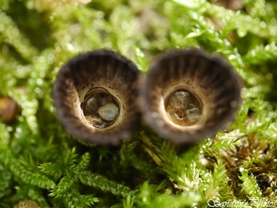 Cyathus striatus, Cyathe strié, Champignon en forme de petite coupe marron, bois pourri, Mushrooms with a form of cup on rotten wood, Bouresse, Poitou-Charentes, Nature of France(8)