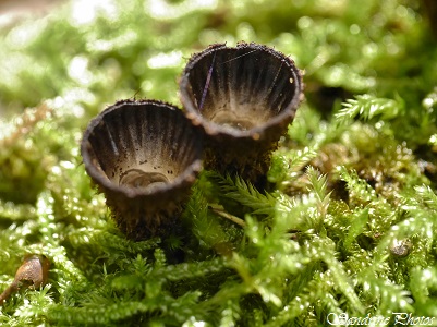 Cyathus striatus, Cyathe strié, Champignon en forme de petite coupe marron, bois pourri, Mushrooms with a form of cup on rotten wood, Bouresse, Poitou-Charentes, Nature of France(9)