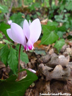 Cyclamen d`Europe-Cyclamen purpurascens-Fleurs sauvages- Wild cyclamen-Wild flower-Bouresse Poitou-Charentes