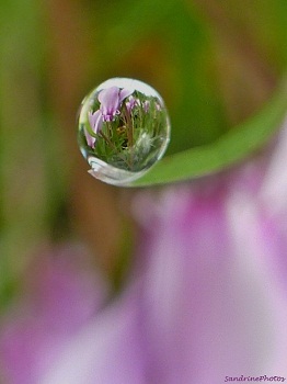 Cyclamens sauvages prisonniers d`une goutte d`eau, Wild cyclamens captured into a rain drop-Jardin, Bouresse, Poitou-Charentes, 12 novembre 2012 Sandrinephotos