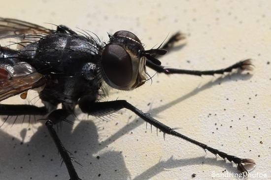 Cylindromyia bicolor, Tachinaire, Mouche des chenilles, Diptère abdomen rouge, Le Verger, Bouresse (31).jpg