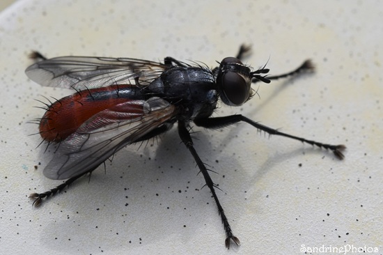 Cylindromyia bicolor, Tachinaire, Mouche des chenilles, Diptère abdomen rouge et noir, Le Verger, Bouresse (14).jpg