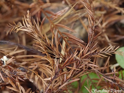 Cyprès chauve, Taxodium distichum, Feuilles et écorces, Leaves and bark, Arbres de Louisiane, Les Cordeliers, Trees of Poitou-Charentes (19)