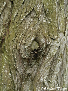 Cyprès chauve, Taxodium distichum, Feuilles et écorces, Leaves and bark, Arbres de Louisiane, Les Cordeliers, Trees of Poitou-Charentes 86