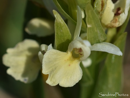 Dactylorhiza insularis, Orchis de Corse, Chasse aux orchidées sauvages, Bouisse, Aude, Mai 2021 (100)