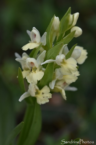 Dactylorhiza insularis, Orchis de Corse, Chasse aux orchidées sauvages, Bouisse, Aude, Mai 2021 (102)