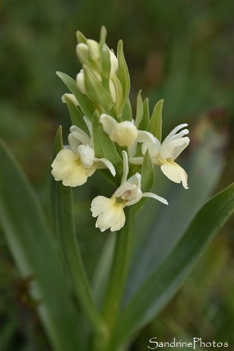 Dactylorhiza insularis, Orchis de Corse, Chasse aux orchidées sauvages, Bouisse, Aude, Mai 2021 (99)