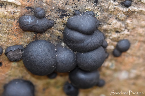 Daldinia concentrica, Daldinie concentrique, Champignons ascomycètes, sur frène mort, L`Huilerie, Queaux (3)