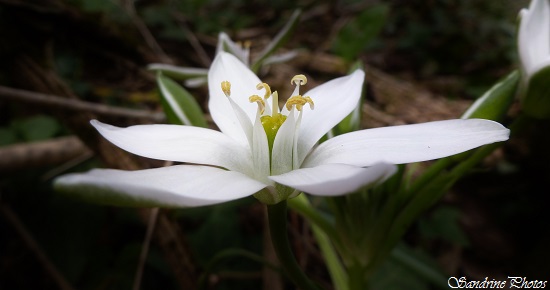 Dame d`onze heures, Ornithogalum umbellatum, fleurs blanches sauvages, longues feuilles à bande blanche, white wild flower with 6 petals, SandrinePhotos, Verrières, Poitou-Charentes (1)