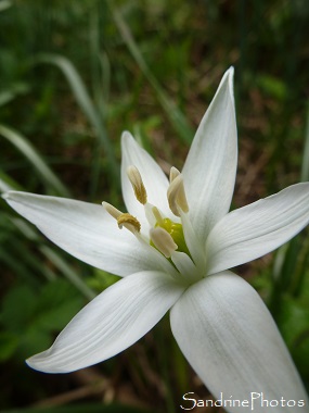 Dame d`onze heures, Ornithogalum umbellatum, fleurs blanches sauvages, longues feuilles à bande blanche, white wild flower with 6 petals, SandrinePhotos, Verrières, Poitou-Charentes, France (1)