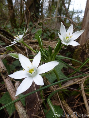 Dame d`onze heures, Ornithogalum umbellatum, fleurs blanches sauvages, longues feuilles à bande blanche, white wild flower with 6 petals, SandrinePhotos, Verrières, Poitou-Charentes, France 86 (4)