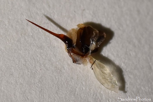 Dard d`abeille domestique après piqre, Apiculture, ruches, colonies, Le Verger, Bouresse, Sud Vienne