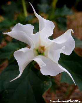 Datura stramonium-Stramoine fleurs sauvages, fleurs des champs , Datura wrightii, Sacred Datura growing wild in the fields, Wildflowers, Bouresse, Poitou-Charentes (7)