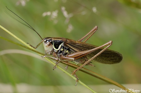 Decticelle bariolée, Metrioptera roeselii, Tettigonidae, Sauterelles et Criquets, Grasshoppers, Crickets, Bois de la Bougrière, Bouresse-l`Isle Jourdain, Insectes du Poitou-Charentes (50)