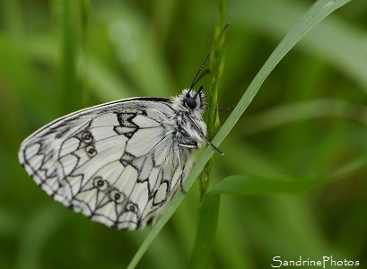 Demi-deuil, Melanargia galathea, Papillon de jour, Jardin, Le Verger, Bouresse 86, Sud-Vienne, Biodiversité en région Nouvelle Aquitaine (52)