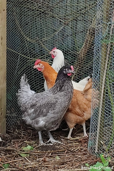Des poulettes au poulailler (52)