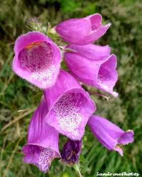 Digitale pourpre, Digitalis purpurea, Scrofulariacées, Fleurs sauvages de Bretagne, Finistère, Foxglove, wild flowers, Brittany July 2012, Sandrinephotos Esprit nature