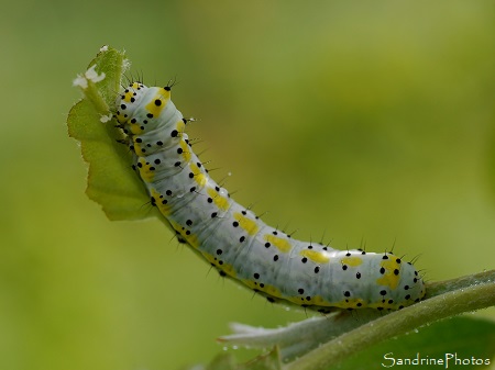 Diloba caeruleocephala L., Le Double-Omega, Chenille blanche points noirs et taches jaunes sur pommier, Papillon de nuit, Refuge LPO Le Verger, Bouresse (54)