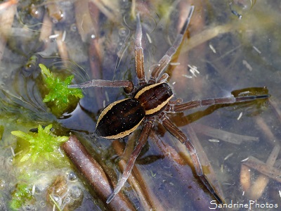 Dolomède des marais femelle, Dolomedes fimbriatus, Araignée des marais, Corrèze, Plateau de Millevaches, Ruines de Cars, tourbières (22)