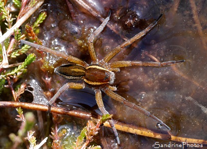 Dolomède des marais mâle, Dolomedes fimbriatus, Araignée des marais, Corrèze, Plateau de Millevaches, Ruines de Cars, tourbières (20)