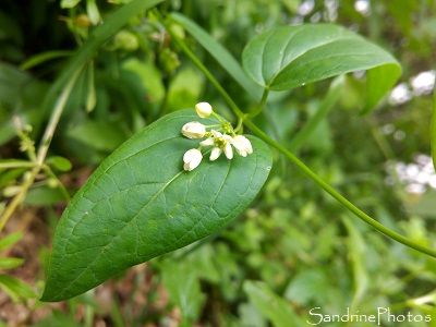 Dompte-venin, Vincetoxicum hirundinaria, Plante liane rive de la Vienne, La Planchette, Queaux 86 (1)