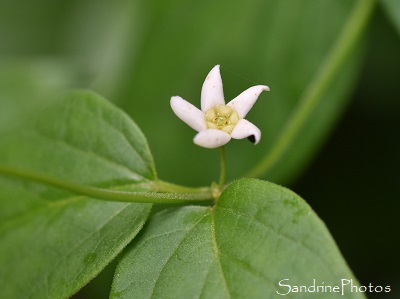 Dompte-venin, Vincetoxicum hirundinaria, Plante liane rive de la Vienne, La Planchette, Queaux 86 (2)