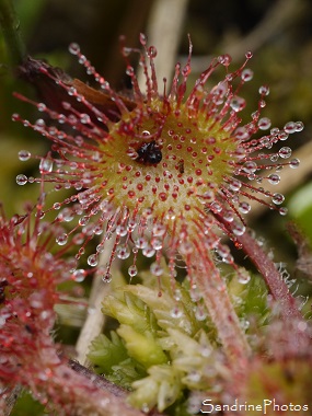 Drosera à feuilles rondes, Rossolis, Drosera rotundifolia, Droséracées, Plantes insectivores, Balade autour de l`étang de Miel, Brive, Corrèze