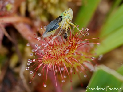 Drosera à feuilles rondes, Rossolis, Drosera rotundifolia, Droséracées, Plantes insectivores, Balade autour de l`étang de Miel, Brive