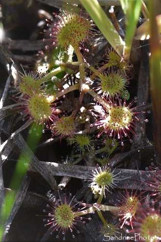 Drosera à feuilles rondes, Tourbière de Canroute, Tarn (182)