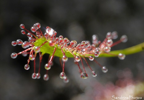 Drosera intermédiaire, Drosera intermedia, Rossolis, Feuilles allongées, Plante carnivore, insectivore, Autour de l`Etang de Miel, Corrèze 2016 (105)