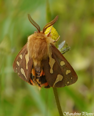 Ecaille civique, Ecaille des steppes, Hyphoraia testudinaria, Arctiinae, Papillons de nit, Moths and butterflies of Poitou-Charentes, Vallée de l`Aubineau-Cubord, nature in France, 23 mai 2014