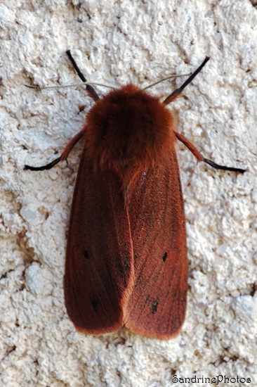 Ecaille cramoisie, Papillons de nuit, Phragmatobia fuliginosa, Arctiidae, Le Stade Bouresse (13).jpg