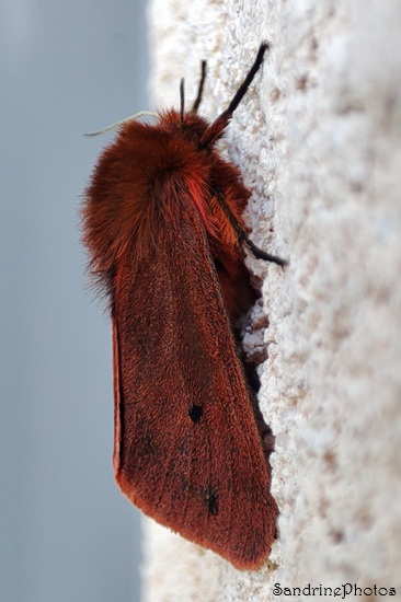 Ecaille cramoisie, Papillons de nuit, Phragmatobia fuliginosa, Arctiidae, Le Stade Bouresse (14).jpg