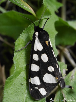 Ecaille fermière, Epicallia villica, Arctiidae, papillons de nuit, Le Verger, Bouresse 86, Biodiversité du Sud-Vienne (8)