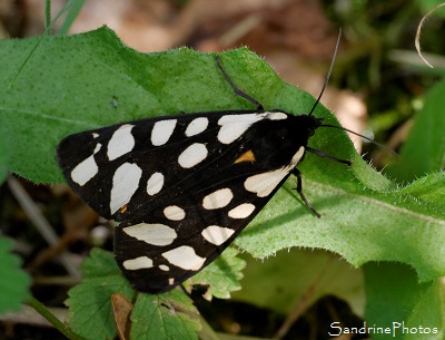 Ecaille fermière, Epicallia villica, Arctiidae, papillons de nuit,le Verger, Bouresse 86, Biodiversité du Sud-Vienne (7)