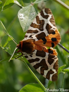 Ecaille martre femelle, Arctia caja, Papillon de nuit, Moths and butterflies, Bouresse, Poitou-Charentes (7)