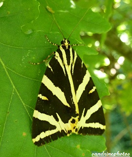 écaille chinée, Euplagia quadripunctaria, Papillon de nuit, Moth, Frenche butterfly, Bouresse Poitou-Charentes