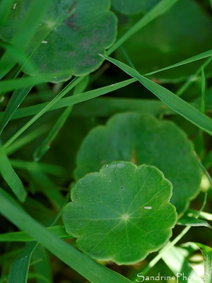 Ecuelle d`eau, Hydrocotyle vulgaris, Fleurs sauvages des Marais de Brière, Rozé, Loire-Atlantique (70)