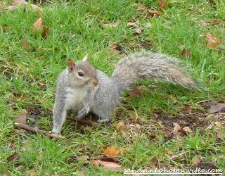 Ecureuil dans Hyde Park Londres mars 2012 (61)