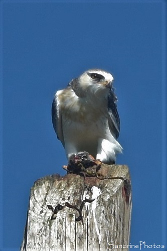 Elanion blanc, Rapaces, Route de la Taupelle, Queaux (20)