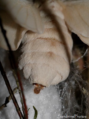 Elevage de Bombyx du mrier, Emergence, Elevage de vers à soie, Bombyx mori, Chenille Papillons de nuit, Cocon, oeufs, Bouresse 86, Poitou, Sud-Vienne (26)