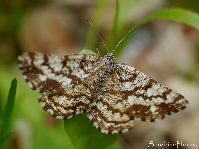 Ematurga atomaria, la phalène picotée femelle, Papillon de nuit du Poitou-Charentes, Le pâtural des chiens, Champagné Saint-Hilaire, Sud-Vienne (13)