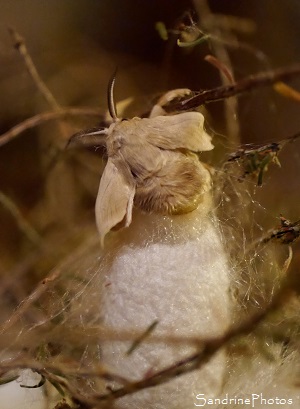 Emergence, Naissance d`un Bombyx du mrier, Elevage de vers à soie, Bombyx mori, Chenille Papillons de nuit, Cocon, Bouresse 86, Poitou, Sud-Vienne (86)