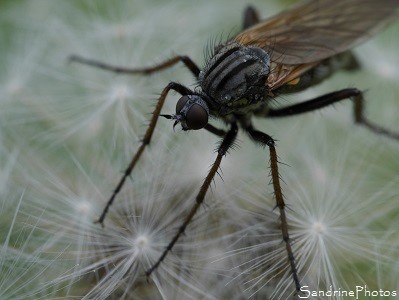 Empis marqueté, Empis tessellata, Insecte diptère prédateur, Bouresse, Le Verger, Biodiversité en Région Aquitaine Limousin Poitou-Charentes, SandrinePhotos 86(63)