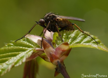 Empis tessellata, Insecte diptère prédateur, Insects, Bouresse, Le Verger, Biodiversité en Région Aquitaine Limousin Poitou-Charentes (66)