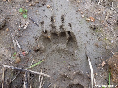 Empreinte de blaireau, sur la piste des animaux sauvages, badger print, Meles meles, on wild animals trail, La Folie-Bouresse-Poitou-Charentes (23)