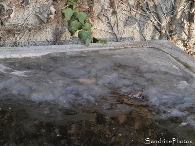 Empreintes sur la glace du bassin, chat et chevreuil, -7 degrès, Jardin, Le Verger, Bouresse, 86, Poitou, Sud-Vienne (2)