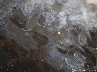 Empreintes sur la glace du bassin, chat et chevreuil, -7 degrès, Jardin, Le Verger, Bouresse, 86, Poitou, Sud-Vienne (3)