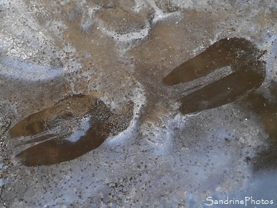 Empreintes sur la glace du bassin, chat et chevreuil, -7 degrès, Jardin, Le Verger, Bouresse, 86, Poitou, Sud-Vienne (4)
