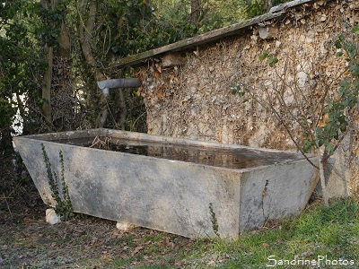 Empreintes sur la glace du bassin, chat et chevreuil, -7 degrès, Jardin, Le Verger, Bouresse, 86, Poitou, Sud-Vienne (5)